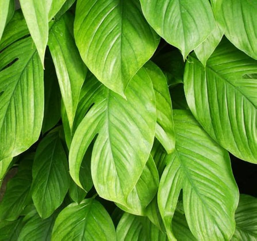 Amazon | マングーカズラ 10号鉢（尺鉢）葉のボリュームもあり